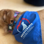 Szkolenie z dogoterapii dla terapeutów zajęciowych