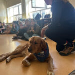 Szkolenie z dogoterapii dla terapeutów zajęciowych