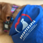 Szkolenie z dogoterapii dla terapeutów zajęciowych